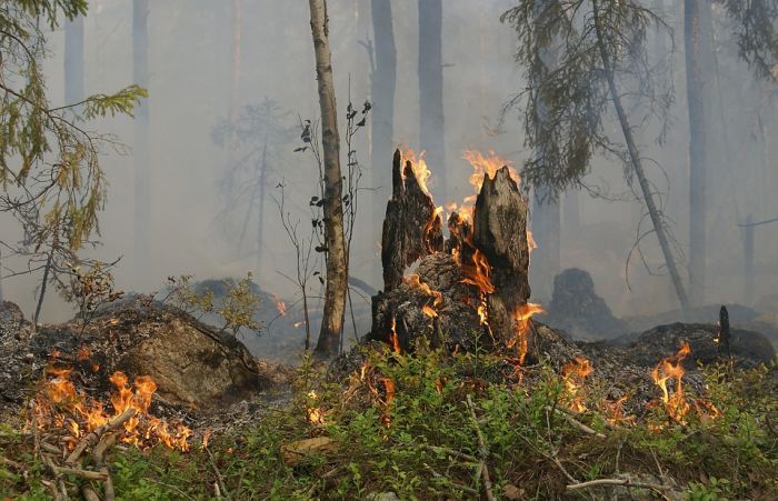 В ХМАО вновь горели леса