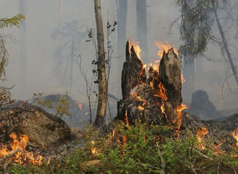 967 лесных пожаров произошло на Урале с начала пожароопасного сезона