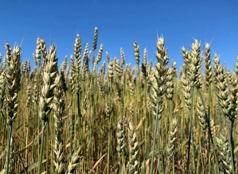 ​Уборка урожая в Тюменской области идет по плану
