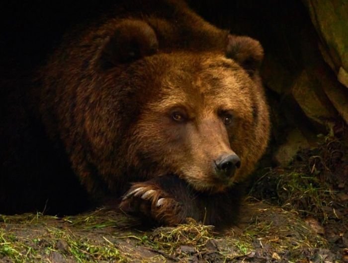 В Нижневартовске рядом с жилыми домами заметили медведя