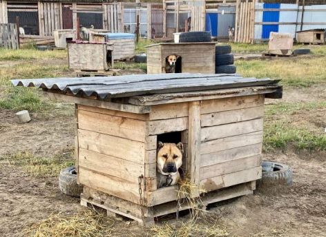 В Югре запрещен самовыгул домашних животных и определен порядок передачи их в муниципальную собственность