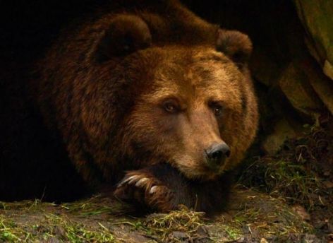Югорчанину грозит пятилетний срок за убийство бурого медведя
