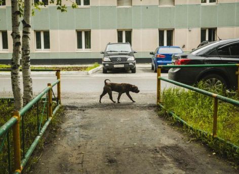 Наталья Комарова определила ответственных за бездомных животных