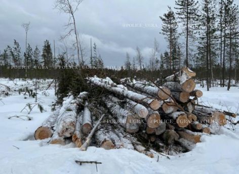 Предприниматель нарубил деревьев в Югре на семилетний срок 
