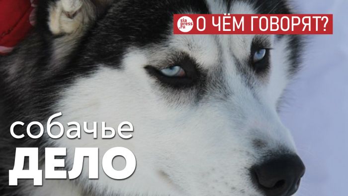​Нагрузка и ответственность за домашних животных должна лежать на их владельцах