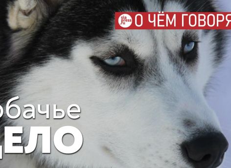 Нагрузка и ответственность за домашних животных должна лежать на их владельцах