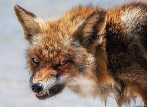 В югорском селе у лисы выявили бешенство