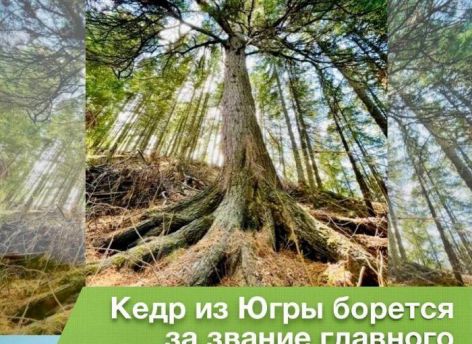 ​Югорский кедр вновь поборется за звание главного дерева России