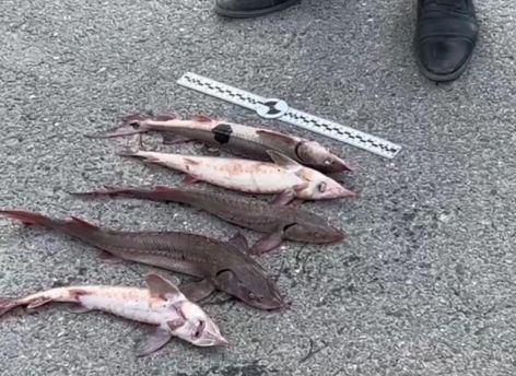 Во внедорожнике югорского пенсионера обнаружили краснокнижных осетров