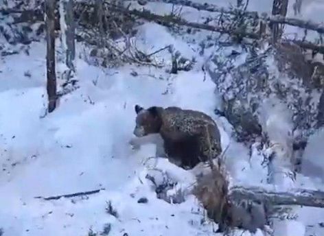 ​«Разбудил я вас рано-то как!»: в ХМАО рабочий случайно раскопал берлогу медведей