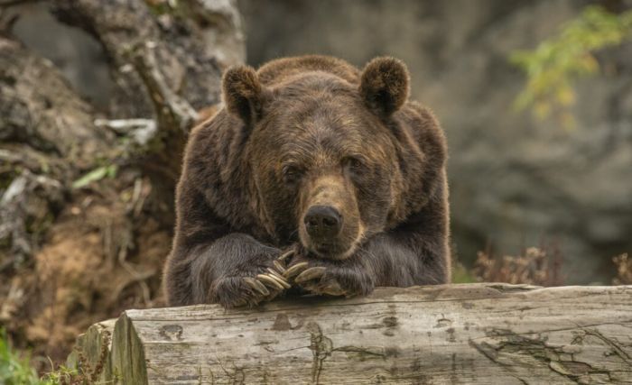 Руслан Кухарук потребовал решить проблему с гуляющим в Лангепасе медведем