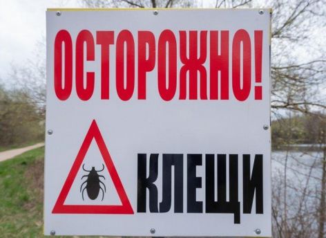 ​Как избавиться от клещей и обезопасить участок // СИА-ПРЕСС ОТВЕЧАЕТ
