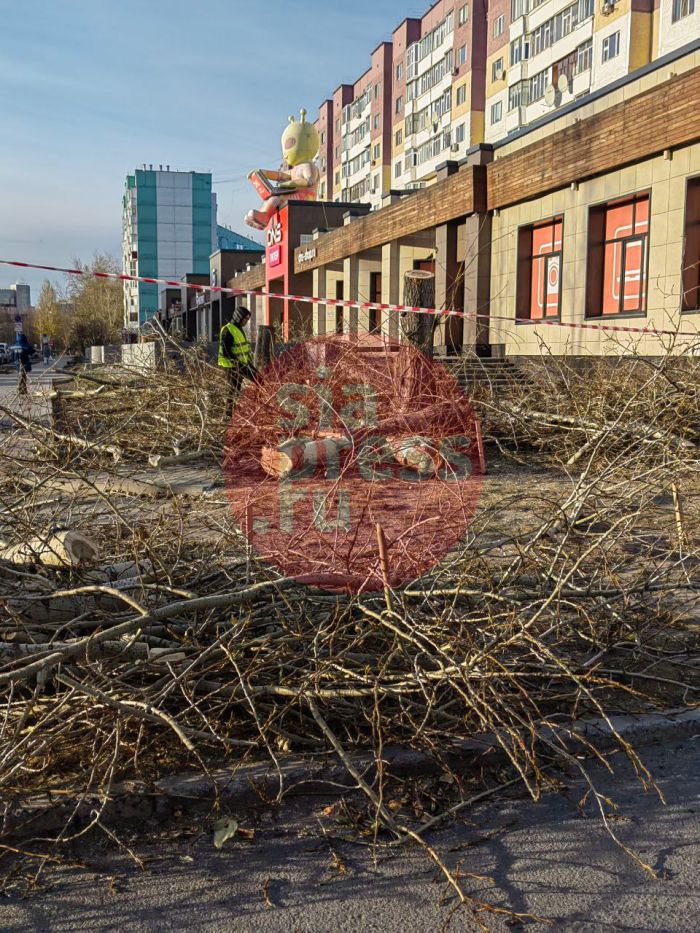 ​Жители Сургута пожаловались на вырубку деревьев в центре города