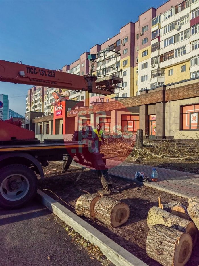 ​На проспекте Ленина в Сургуте вместо спиленных деревьев посадили сирень