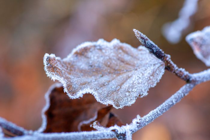 ​Морозы до -24° и снег: какая погода ждет Югру в начале недели
