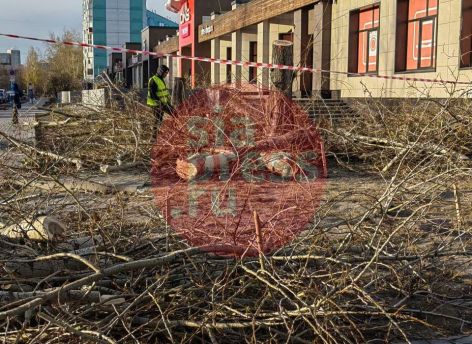 Санитарная вырубка деревьев в Сургуте необходима, несмотря на протесты жителей