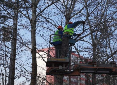 Только за октябрь в Сургуте обрезали более 500 тополей на ключевых магистралях города