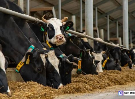 Тюменская область наращивает экспорт продуктов питания