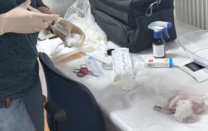 Орнитологи провели фотофиксацию и осмотр птенцов сапсанов на крыше Уралсиба