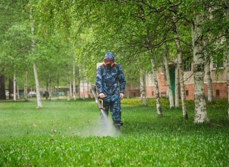 Жители Сургута жалуются на мошку в городе