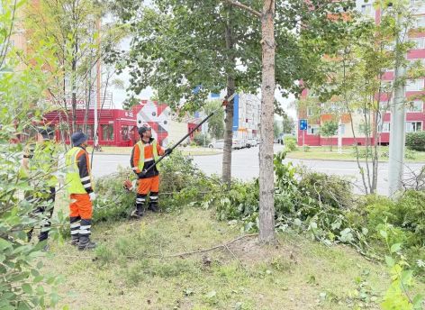 Сургутские службы начали обрезку деревьев на улицах города