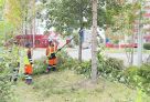 ​Сургутские службы начали обрезку деревьев на улицах города