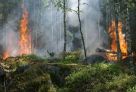 В Югре за сутки площадь лесных пожаров сократилась вдвое