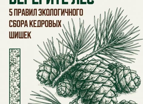 Не ломать ветки и не сбивать шишки: в Югре напомнили правила сбора кедрового ореха
