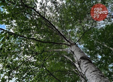 На трех улицах Сургута проведут обрезку деревьев