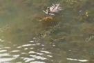 Вода в сургутской Сайме стала прозрачнее // ВИДЕО